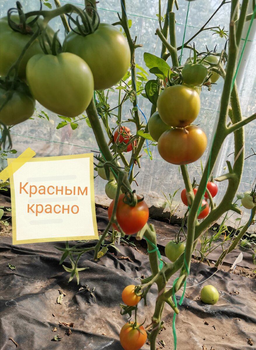Томат Махитос Фото